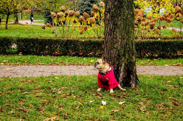 Les thés minceur en période de ménopause : une aide précieuse ?